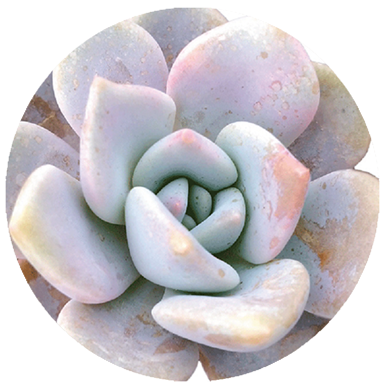 WI_Thumbnails_Succulents_Echeveria-Lilac-Wonder