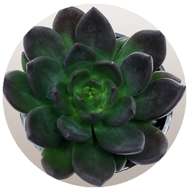 WI_Thumbnails_Succulents_Echeveria-Mamba