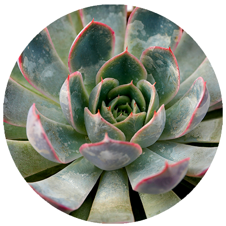 WI_Thumbnails_Succulents_Echeveria-Pink-Edge