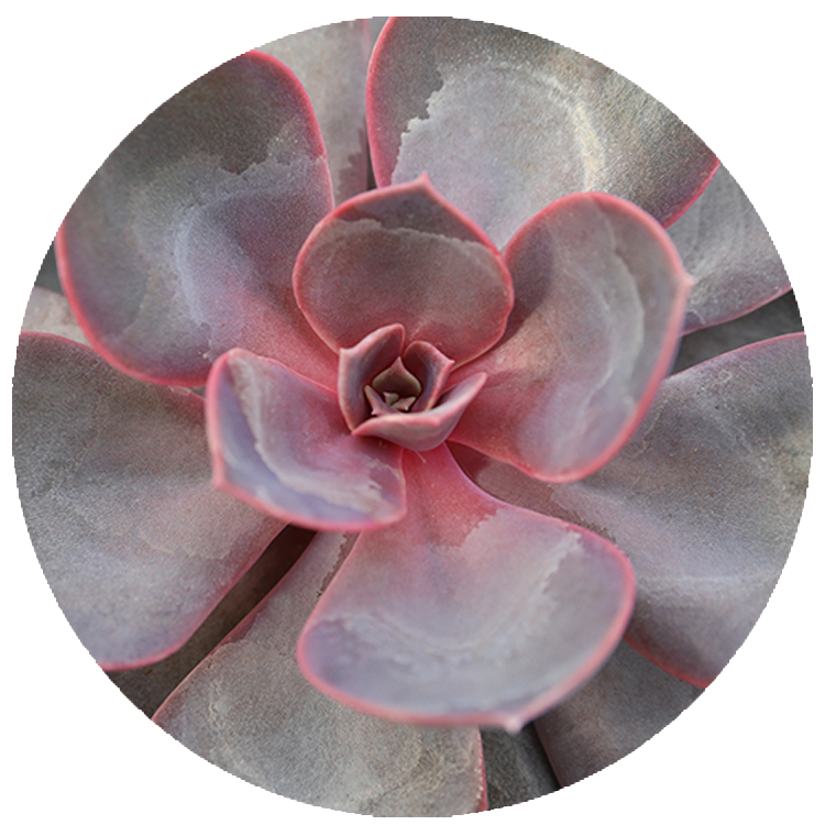 WI_Thumbnails_Succulents_Echeveria-Purple-Pearl