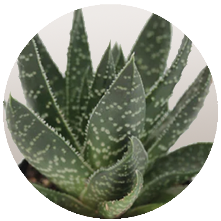 WI_Thumbnails_Succulents_Gasteria-Royal-Wolfgang
