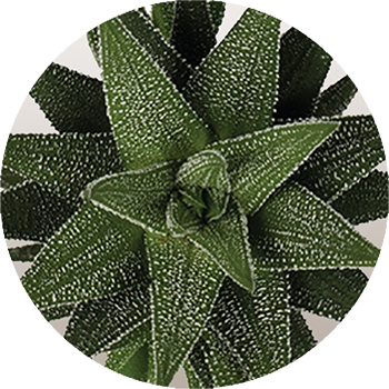 WI_Thumbnails_Succulents_Hawarthia-Concolor-XXL