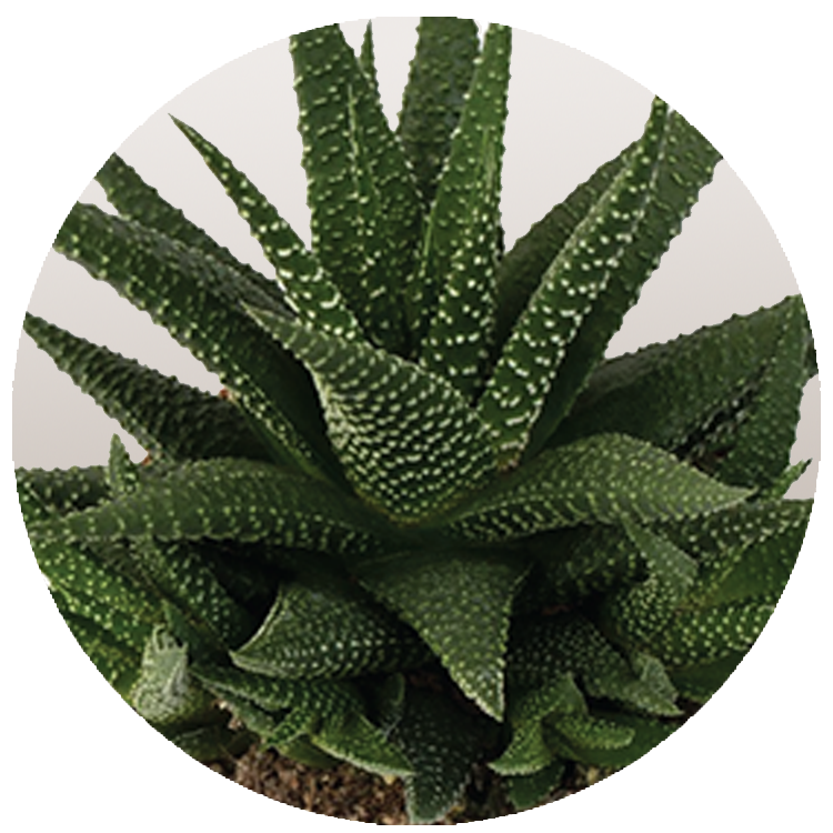 WI_Thumbnails_Succulents_Haworthia-Universe