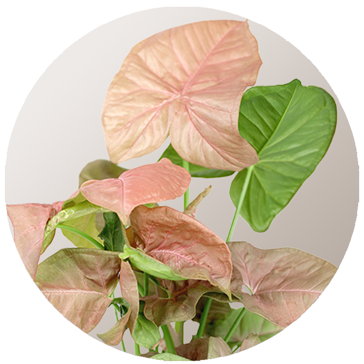 WI_Thumbnails_Syngonium-Neon-Robusta