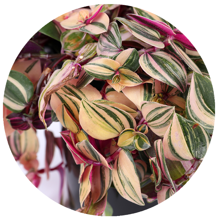 WI_Thumbnails_Tradescantia-Quadri-Color