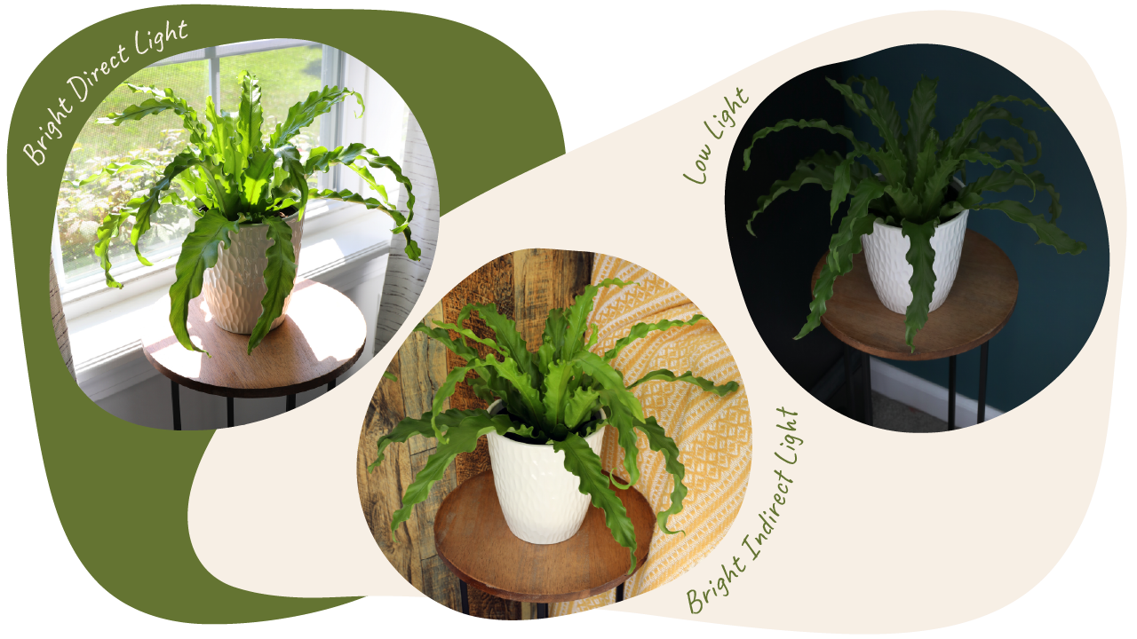 Website_Graphic_2_Lighting_1 Website_Graphic_2_Lighting_1