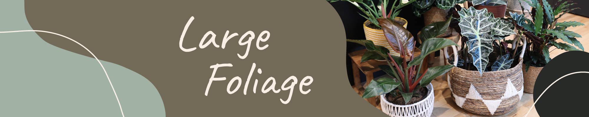 Website_Graphic_Large Foliage Collection Header 2000x400 Website_Graphic_Large Foliage Collection Header 2000x400