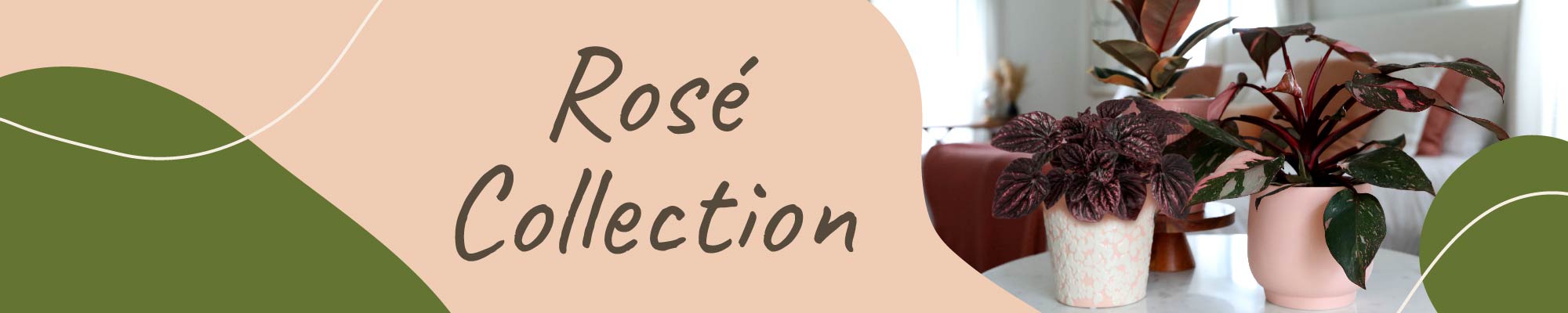 Website_Graphic_Rose Collection Header 2000x400 Website_Graphic_Rose Collection Header 2000x400