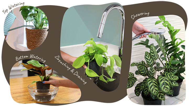 Website_Graphic_Watering_2 Website_Graphic_Watering_2