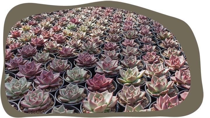 Website_Graphic__CTA_5IN_Succulents_SMALL Website_Graphic__CTA_5IN_Succulents_SMALL