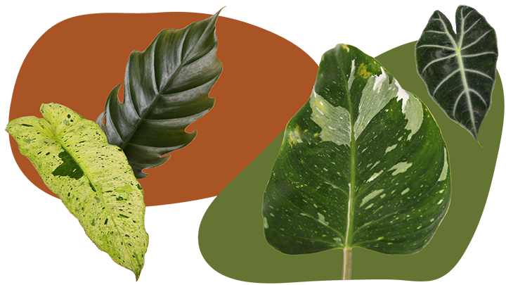 Website_Graphic__CTA_Curated_Foliage_SMALL Website_Graphic__CTA_Curated_Foliage_SMALL