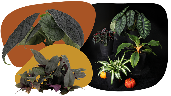 Website_Graphic__CTA_Harvest_moon_SMALL Website_Graphic__CTA_Harvest_moon_SMALL