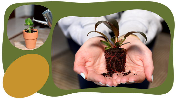 Website_Graphic__CTA_Mini-Foliage_SMALL Website_Graphic__CTA_Mini-Foliage_SMALL