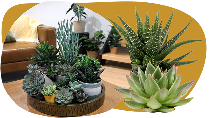 Website_Graphic__CTA_Mini-Succulents_SMALL Website_Graphic__CTA_Mini-Succulents_SMALL