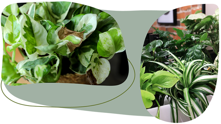 Website_Graphic__CTA_Premium-Foliage_SMALL Website_Graphic__CTA_Premium-Foliage_SMALL