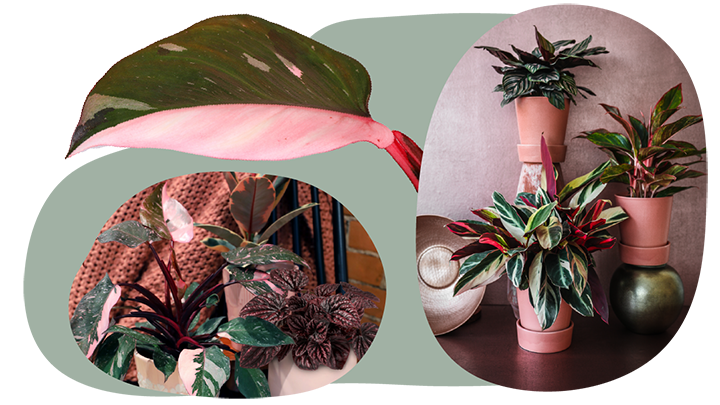 Website_Graphic__CTA_Rose_SMALL Website_Graphic__CTA_Rose_SMALL