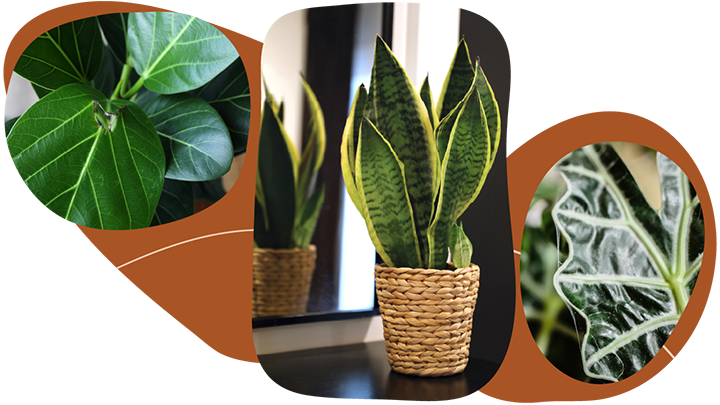 Website_Graphic__CTA_Signature-Foliage_SMALL Website_Graphic__CTA_Signature-Foliage_SMALL