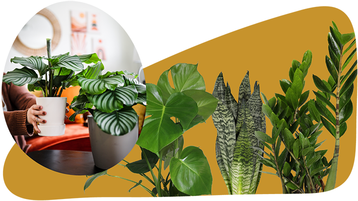 Website_Graphic__CTA_large_Foliage_SMALL Website_Graphic__CTA_large_Foliage_SMALL