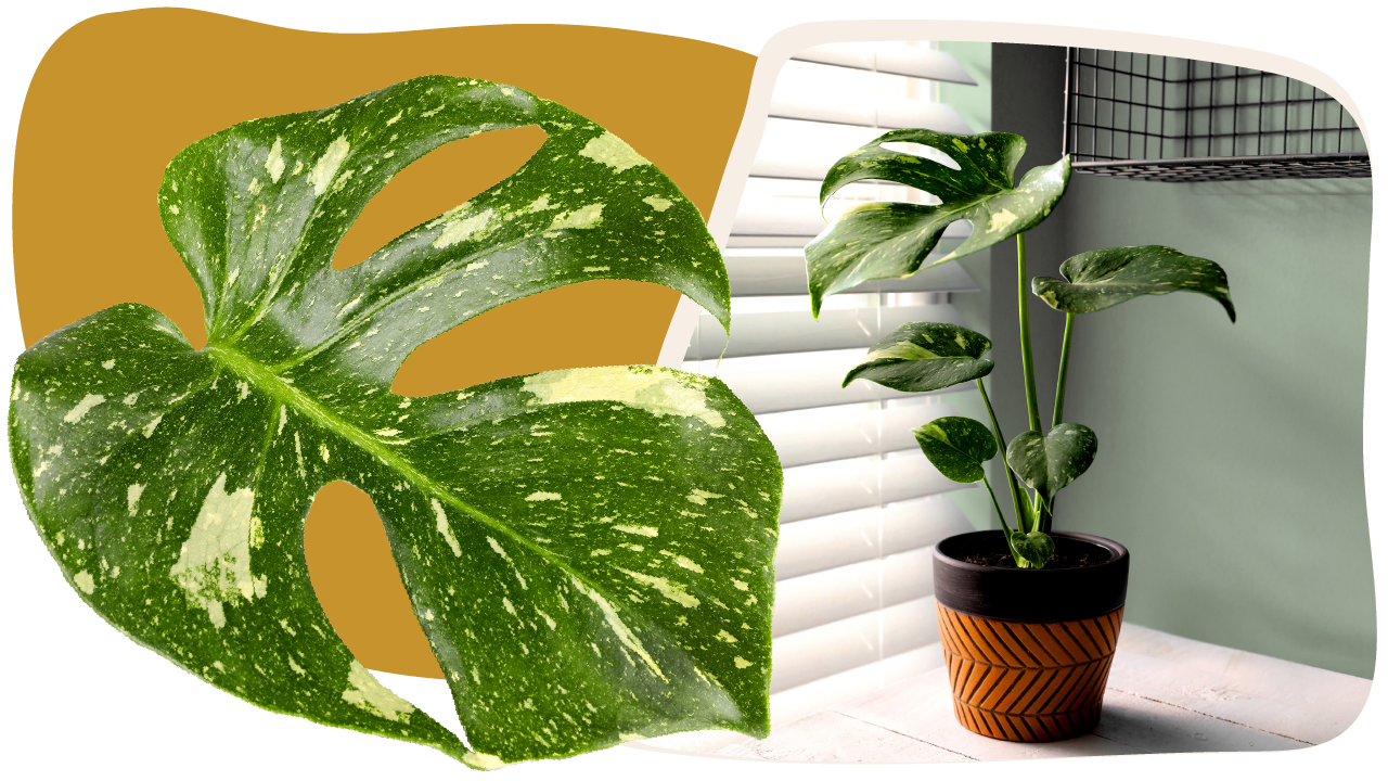 Website_Graphic_template_Curated_foliage_Thai_Constellation Website_Graphic_template_Curated_foliage_Thai_Constellation